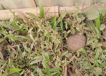 বিশালগড়ে উদ্ধার তাজা বোমা