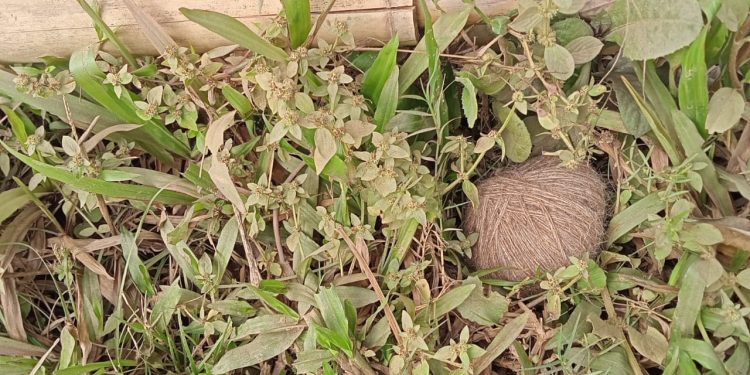 বিশালগড়ে উদ্ধার দুটি তাজা বোমা!!