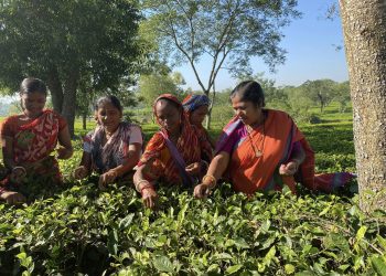 চা বাগানের শ্রমিকদের সাথে সময় কাটালেন কেন্দ্রীয় প্রতিমন্ত্রী