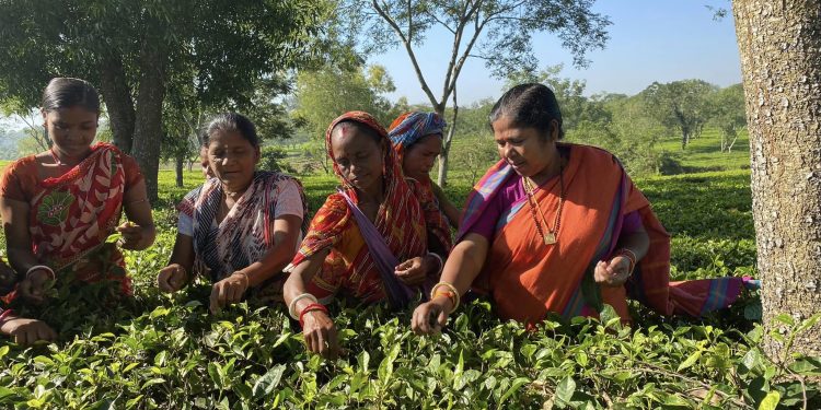 চা বাগানের শ্রমিকদের সাথে সময় কাটালেন কেন্দ্রীয় প্রতিমন্ত্রী