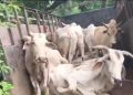 পাচারকালে আটক ৮৭ টি গরু!!