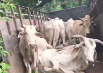 পাচারকালে আটক ৮৭ টি গরু!!