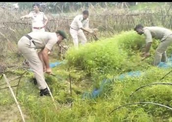মেলাঘর থানার ওসি জয়ন্ত দাস দায়িত্ব পাওয়ার পর আজকে প্রথম শিবনগর চর এলাকায় খাস জাগাতে ৬৫ হাজার গাজা নার্সারি ধ্বংস করা হয়। সবেমাত্র মেলাঘর থানায় যোগদান করলেন অমরপুর বীরগঞ্জ থানা থেকে মেলাঘর থানার ওসি জয়ন্ত দাস। 