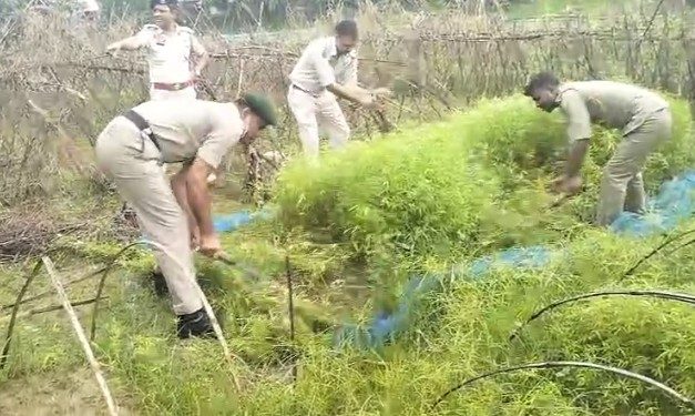 মেলাঘর থানার ওসি জয়ন্ত দাস দায়িত্ব পাওয়ার পর আজকে প্রথম শিবনগর চর এলাকায় খাস জাগাতে ৬৫ হাজার গাজা নার্সারি ধ্বংস করা হয়। সবেমাত্র মেলাঘর থানায় যোগদান করলেন অমরপুর বীরগঞ্জ থানা থেকে মেলাঘর থানার ওসি জয়ন্ত দাস। 