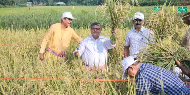 ধান কাটার আনন্দে কৃষকদের পাশে কৃষি মন্ত্রী রতন লাল নাথ। আগরতলা পুর নিগমের ১ নং ওয়ার্ডের লঙ্কামুড়া গ্রামে কৃষকদের সঙ্গে ধান কাটায় অংশগ্রহণ করলেন তিনি।