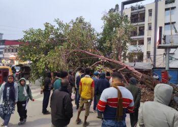 শনি মন্দির সংস্কারের কাজ চলাকালীন ভেঙে পড়ল বহু পুরনো বটগাছ, আগরতলা কর্নেল চৌমুহনি এলাকায় চাঞ্চল্য।