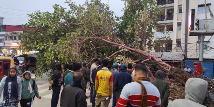 শনি মন্দির সংস্কারের কাজ চলাকালীন ভেঙে পড়ল বহু পুরনো বটগাছ, আগরতলা কর্নেল চৌমুহনি এলাকায় চাঞ্চল্য।